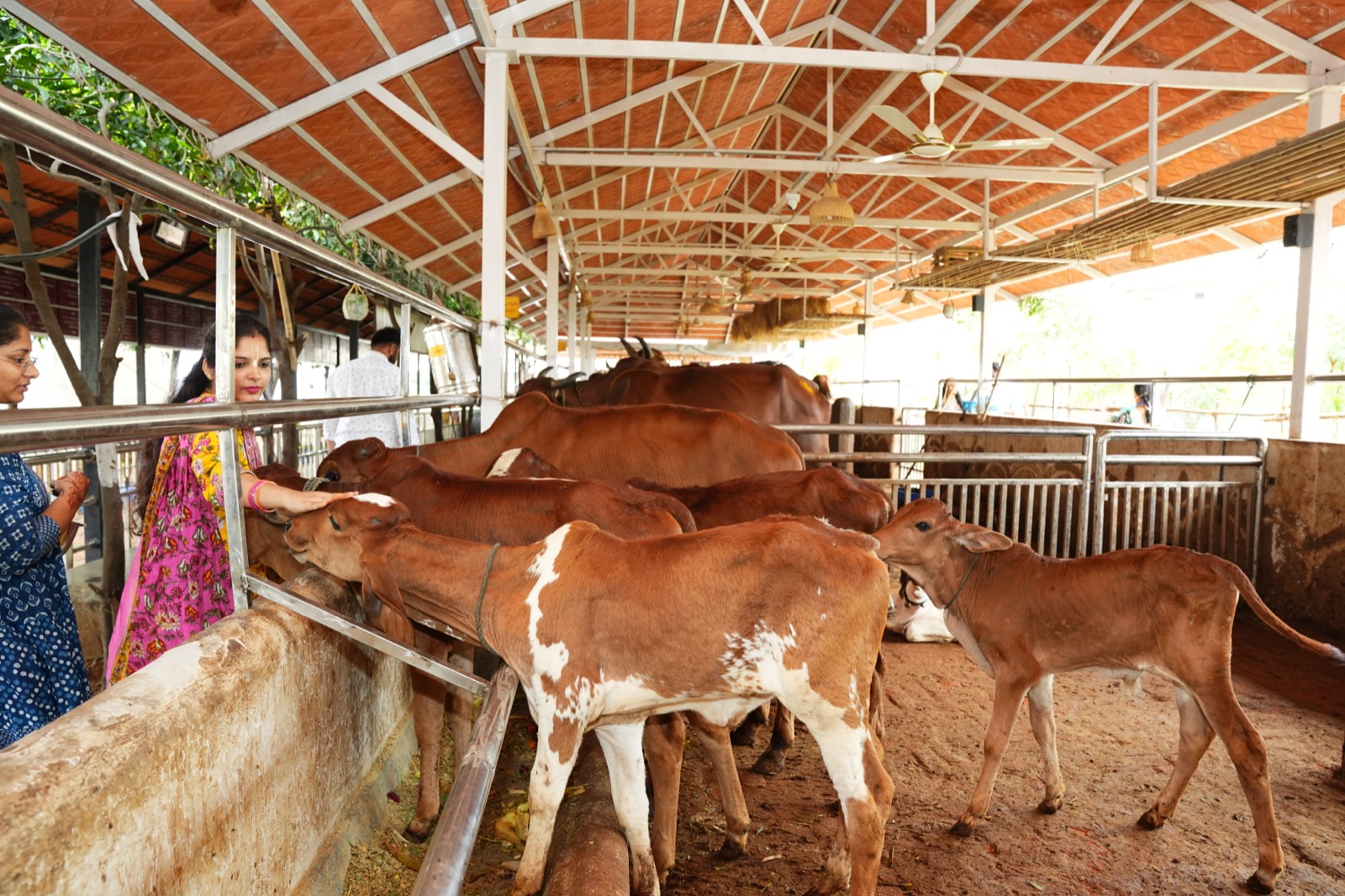 Gau Seva