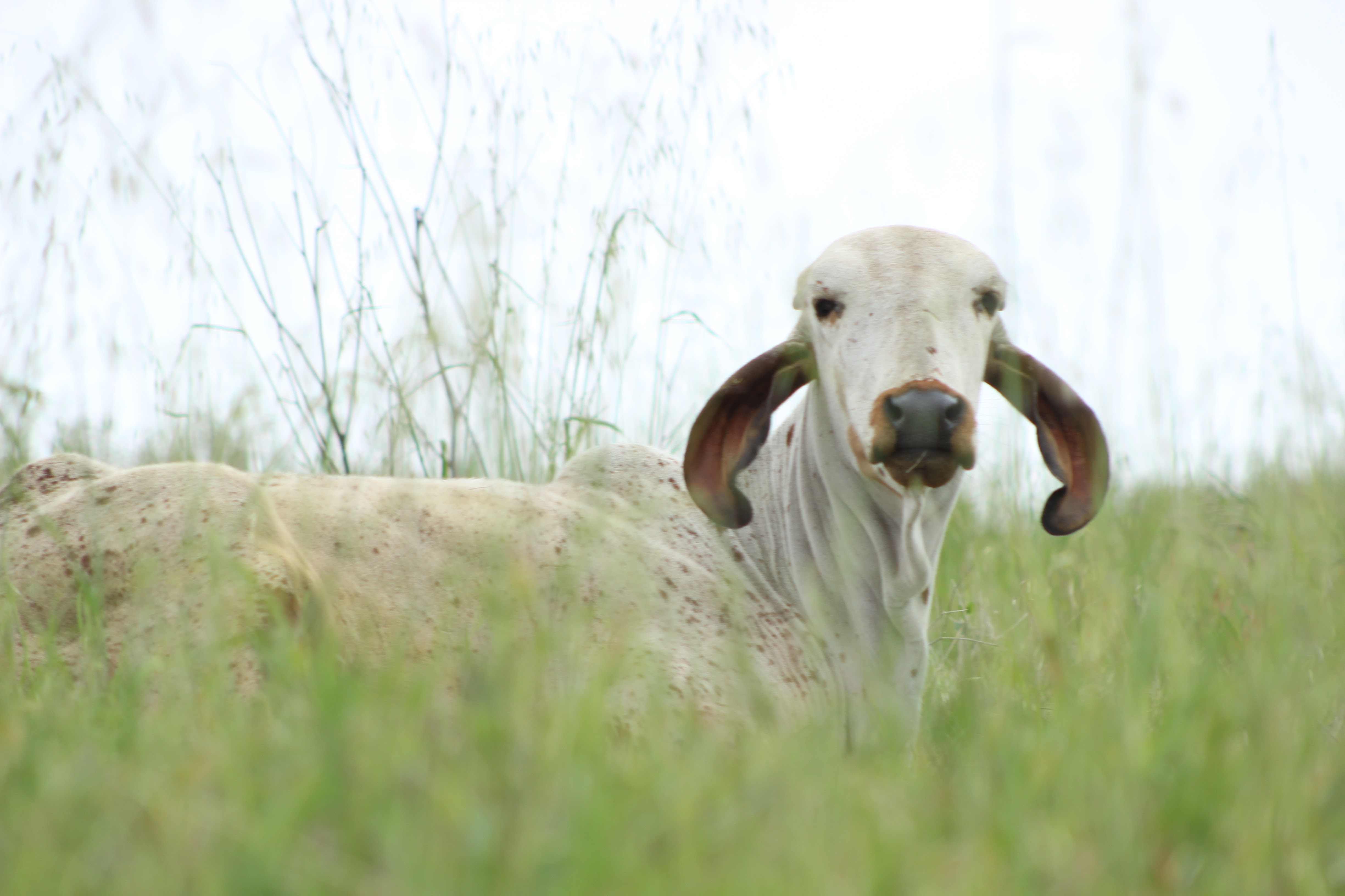 Cow face closeup at Dallas Goshala