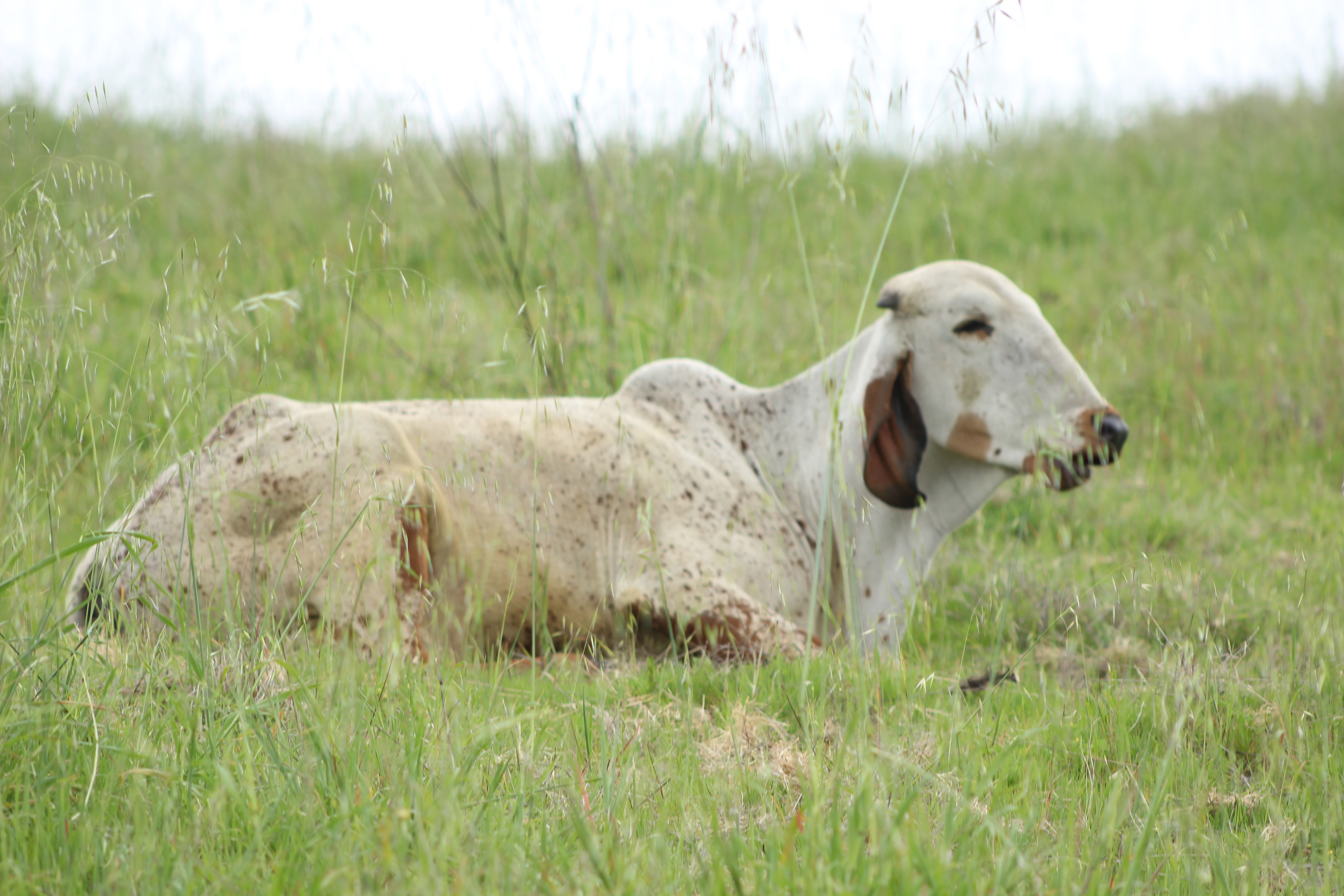 Cow resting in grass at Dallas Goshala
