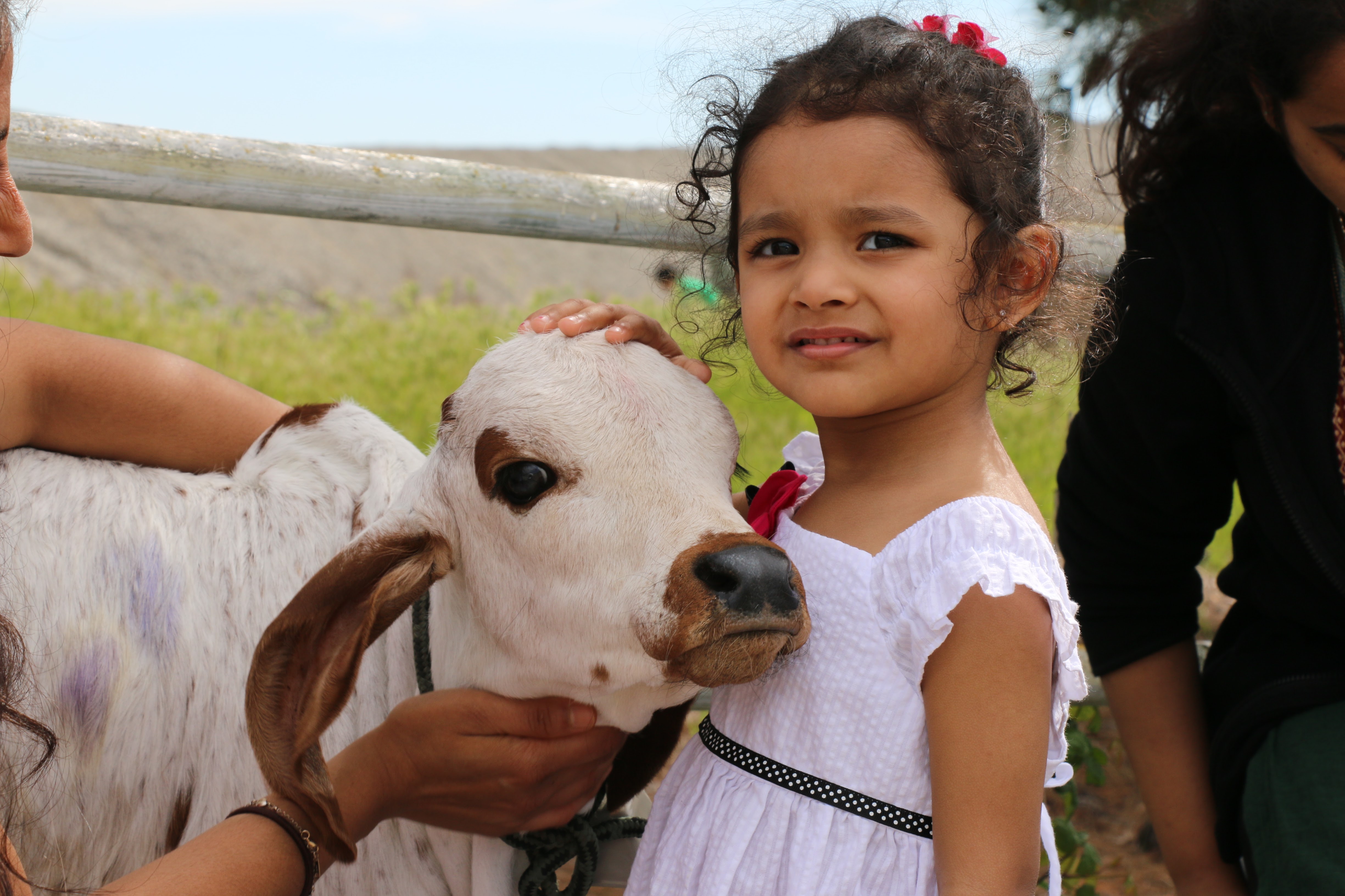 Girl with baby calf at Dallas Goshala