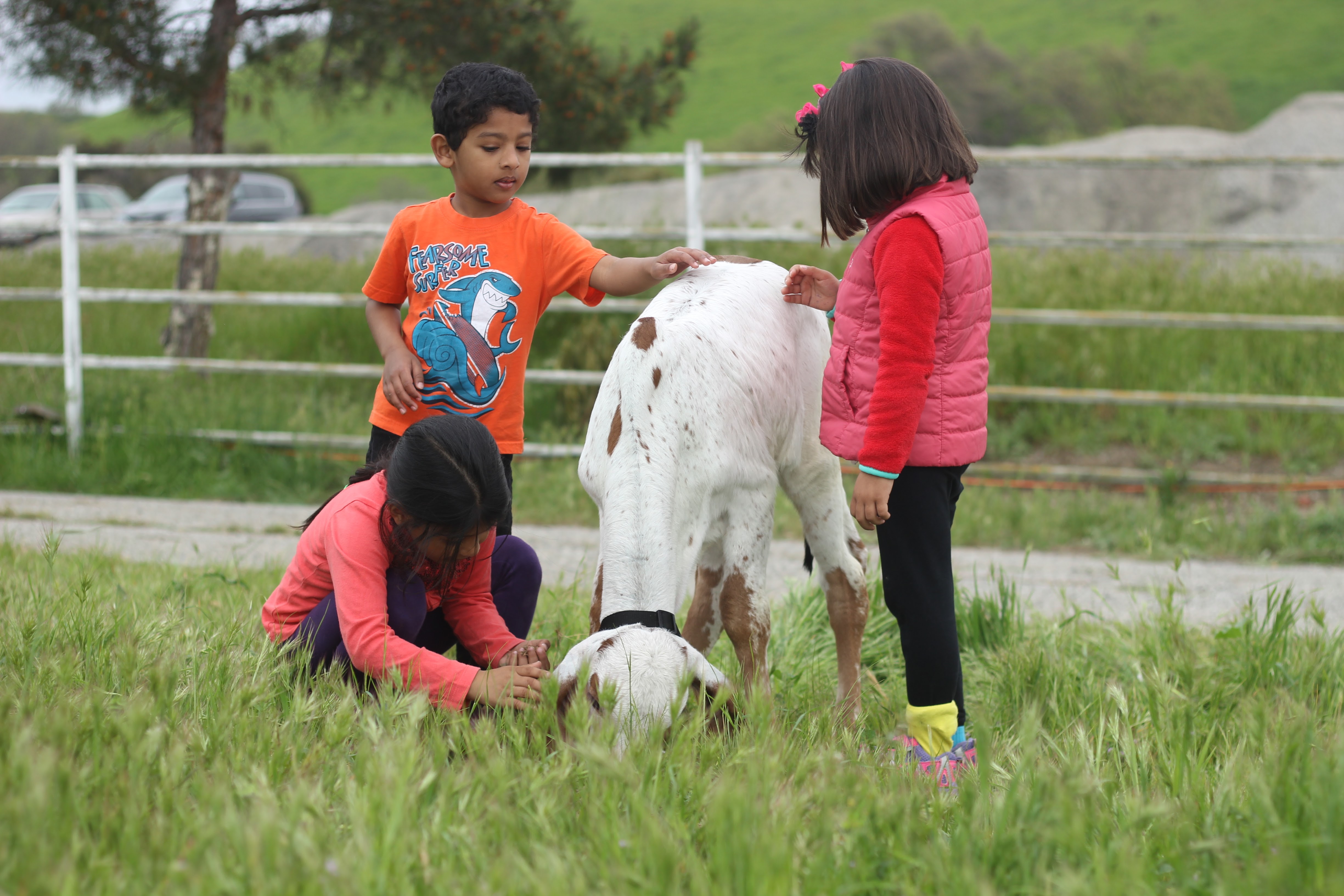 Children caring for cow at Dallas Goshala